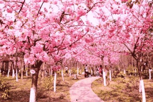 爆料樱花女生视频大全,青春风采绽放瞬间  第1张